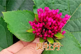 臭牡丹根泡水喝作用厉害，它的四大用途及方法，值得收藏视频封面