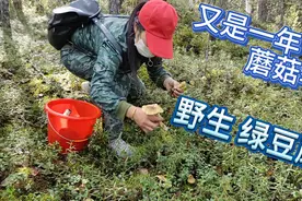 黑龙江省大兴安岭呼中区的野生蘑菇来喽！采就完了！视频封面