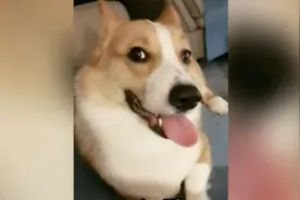 狗子出门溜达和回家后的区别…视频封面