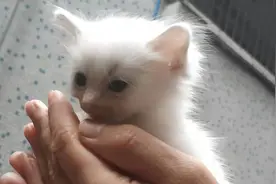 一个收养十七只流浪猫的铲屎官，讲述他与流浪猫结缘的故事视频封面