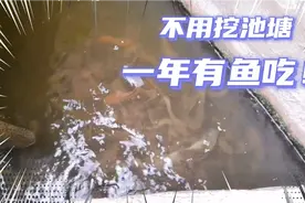 大叔在院子里砌一个小水池养了400条鱼，一家人一年也不用买鱼吃视频封面