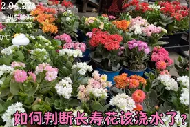 又扦插了几十盆长寿花，如何判断长寿花该浇水了？视频封面