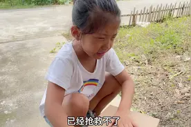 孩子最好的朋友去世了，星妹带它四处求医无果，清雅哭的伤心欲绝视频封面