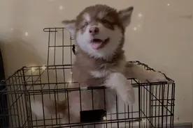 这啊拉斯加有这么怕热的吗？这天氣也不热啊🤔