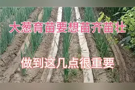 大葱育苗做到这几点，出苗出苗且壮，那么大葱播种什么时间最好呢视频封面