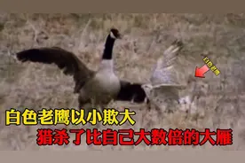 白色老鹰以小欺大，猎杀了比自己大数倍的大雁，太凶猛了视频封面