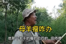 母羊瘦咋办？放羊大爷这样做，很快上膘