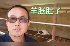 羊吃玉米粒太多胀肚了，各种办法都用上了