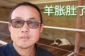 羊吃玉米粒太多胀肚了，各种办法都用上了视频封面