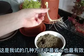 自己在家学发花生芽，霉变率太高，只有这种方法简单有效不发霉，