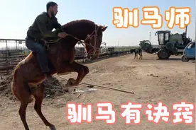 能把骑乘马驯成这样做很多动作，在当地也就只有他了，有啥诀窍？视频封面