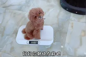 艾米控诉妈妈自己吃饭不管它，把狗都瘦成猴了，非要称一下来证明视频封面