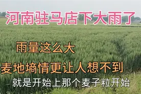 4月25号河南驻马店下大雨，雨量这么大，麦地墒情更是让人想不到视频封面