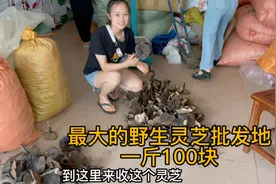 全国最大灵芝批发市场，野生灵芝大爆跌，100块和1000有什么区