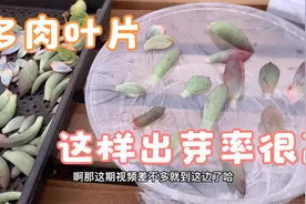 多肉叶片叶插的好方法，这样做出芽率高出好几倍，速度还快视频封面