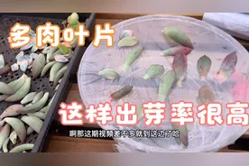 多肉叶片叶插的好方法，这样做出芽率高出好几倍，速度还快视频封面