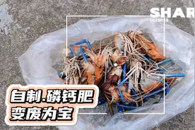 原来虾壳还有这个妙用，3步简单处理，就是免费的磷钙肥，省钱！
