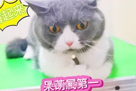 小奶猫见两只大猫打架，紧张得不知该不该帮忙，最后逃走样子太逗视频封面