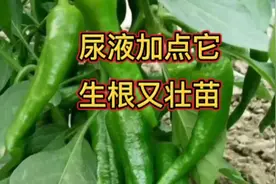 朋友用尿液配制的水溶肥浇灌蔬菜，三天就生根，枝叶茂盛产量高