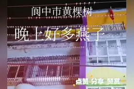 阆中市黄棵树街，每天晚上都有燕子 有几千只，燕子天亮飞走，视频封面
