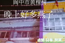 阆中市黄棵树街，每天晚上都有燕子 有几千只，燕子天亮飞走，视频封面