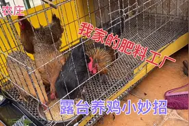 如何露台养鸡不扰民小鲁有妙招尤其是公鸡只要做好就可以安心养鸡视频封面