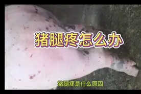 猪腿疼的几个治疗方法