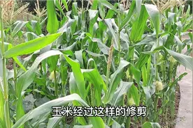 玉米修剪后能防虫增产，这样的一番操作真的有用吗？看下明白了