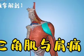 三角肌与肩痛，解剖分析三角肌功能