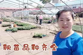 东北农村5月份开始栽秧苗，有25年培育经验的农户，系的秧苗真好视频封面