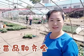 东北农村5月份开始栽秧苗，有25年培育经验的农户，系的秧苗真好