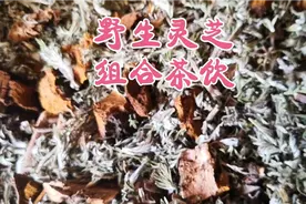 调理血糖野生灵芝组合茶饮。视频封面