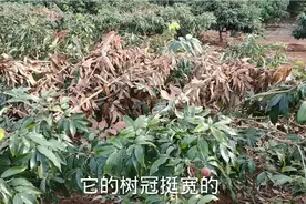 果农:才种5年妃子笑荔枝树龄，从来都没有见过树冠这么大这么宽