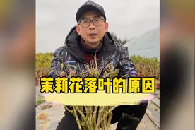 冬季茉莉花掉光叶子怎么办？视频封面