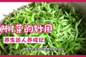 柳树芽能吃吗？妙用是什么你知道吗？视频封面