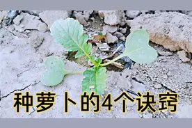 种萝卜的4个诀窍，保证萝卜不分叉，又白又胖视频封面