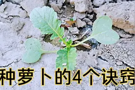 种萝卜的4个诀窍，保证萝卜不分叉，又白又胖视频封面
