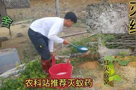 农科站推荐10元氯氰菊酯灭红火蚁药，还告知灭蚁技巧，灭蚁就用它视频封面