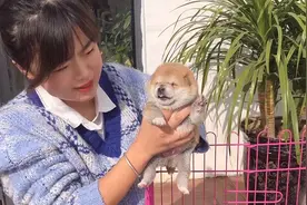 出生15天的小柴犬初次晒太阳，兴奋的吐舌又卖萌，脸上乐开了花视频封面