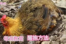 楼顶种菜又养鸡，母鸡抱窝有什么特征与原因？用什么方法醒抱？视频封面