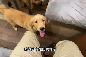 捡到的小金毛，和家里的泰迪吃醋打架，现在关系变好了视频封面