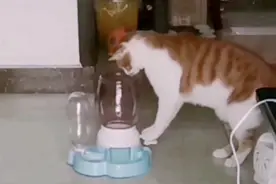 铲屎官打疫苗去了，猫咪独自在家2个多小时，上演精彩一幕！视频封面