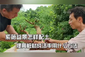 紫薇盆景这样操作成活率才高而且花多枝短小