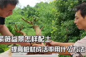 紫薇盆景这样操作成活率才高而且花多枝短小视频封面