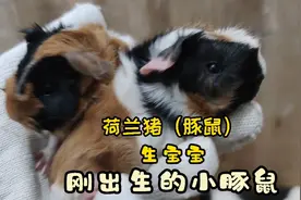 期待已久的豚鼠终于生宝宝了，一胎三只全是小逆毛，太可爱了视频封面