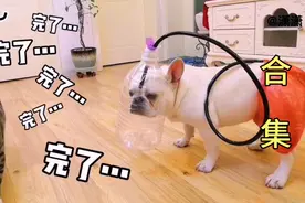 【爆笑合集】斗牛犬太能放屁 主人只好做了个收集器让它自己闻闻视频封面