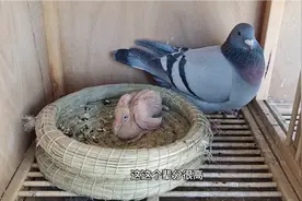 瓦灰配雨点白条，出来一只白鸽子，反祖现象好不好！