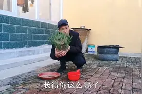 油桶种蒜苗长的慢不用怕，只需四个动作管理一下，蒜苗蹭蹭长视频封面