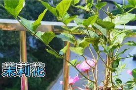 9月14号，立秋后，茉莉花还会开花吗？枝条能否修剪了？