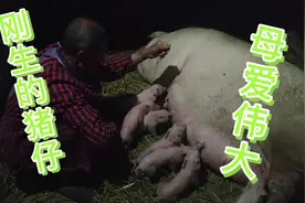 实拍农村母猪刚产小猪仔的过程，看完后你还会觉得猪贵吗？视频封面